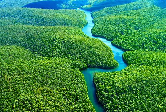 Facebook обвинили в содействии незаконной продаже лесных участков Амазонии